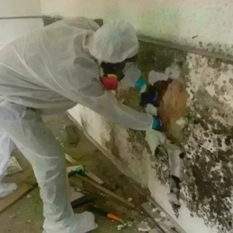 Mold Remediation and Removal in Monroe North, WA